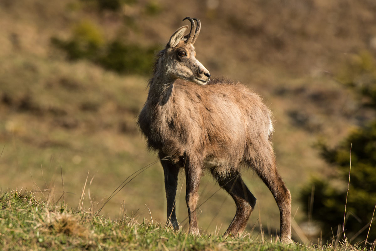 Gamsgeiss (Rupicapra rupicapra)