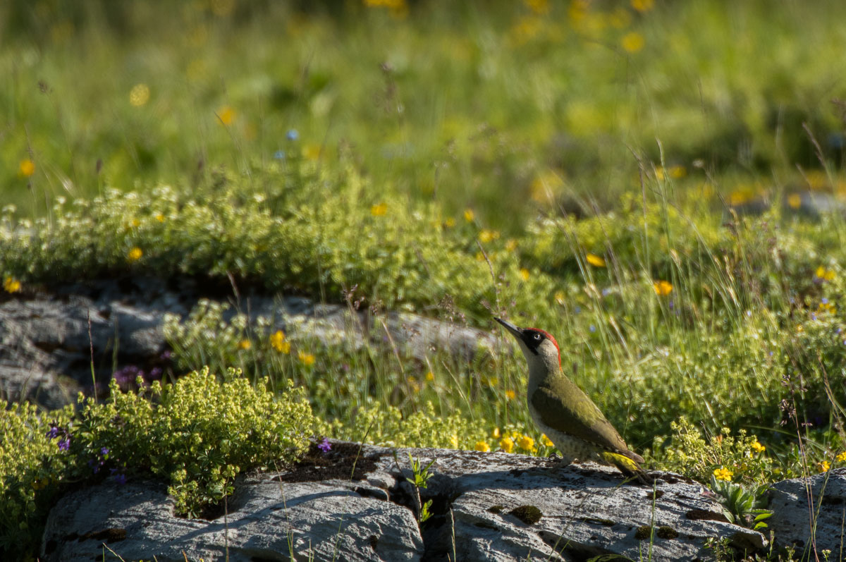 Grünspecht (Picus viridis)