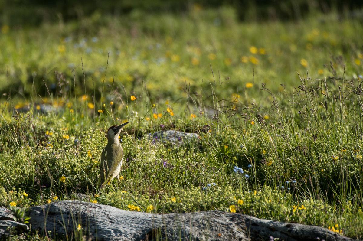 Grünspecht (Picus viridis)