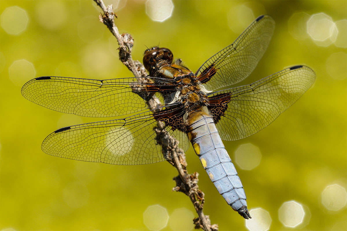 Plattbauch (Libellula depressa), Männchen