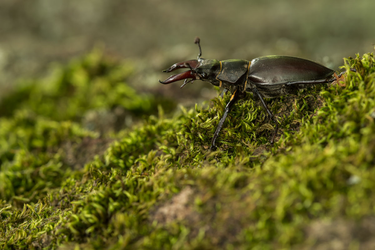 Hirschkaefer (Lucanus cervus)