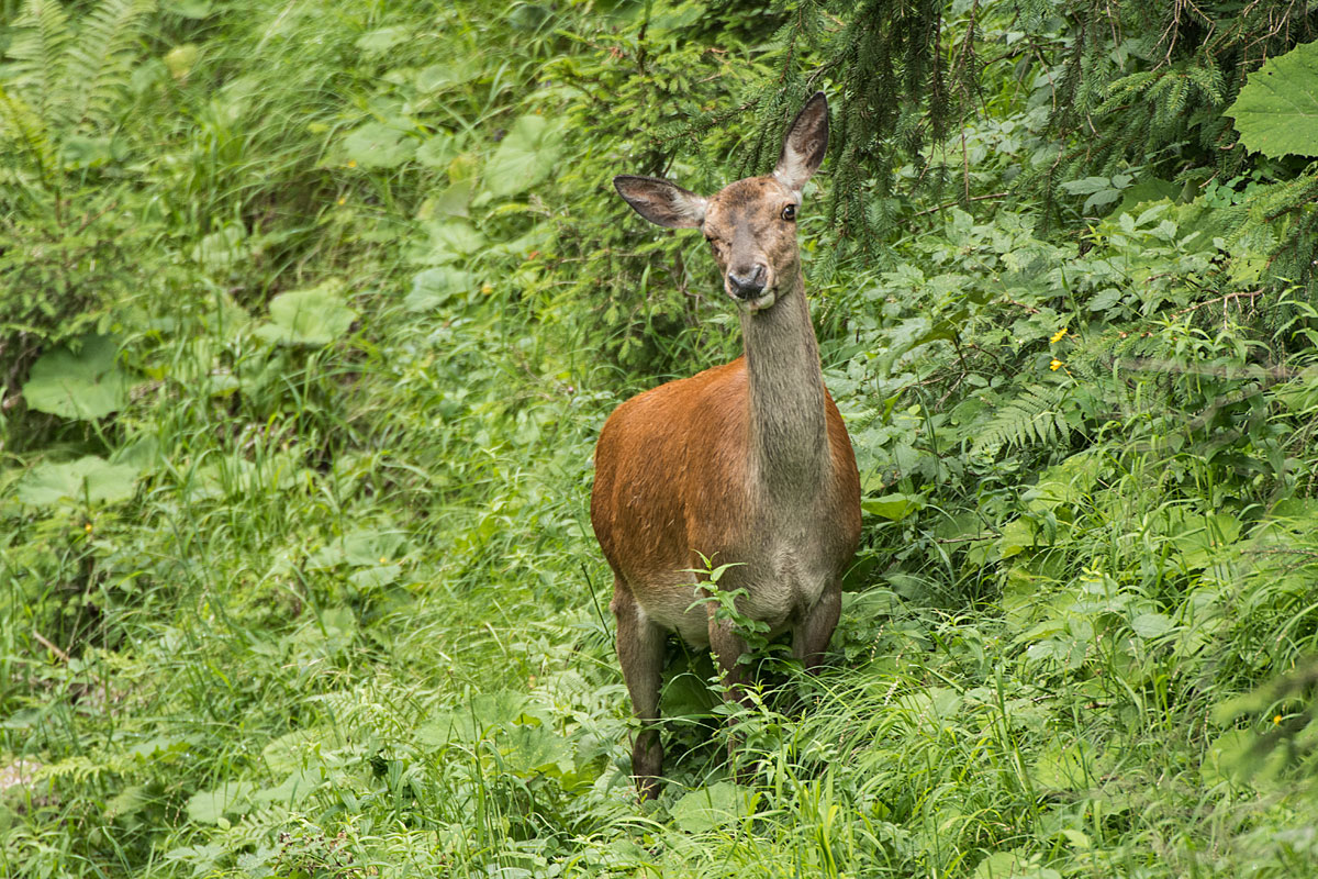 Rothirsch (Cervus elaphus)