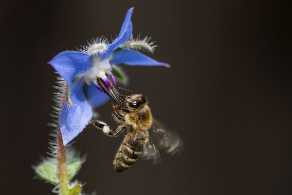 Insekten