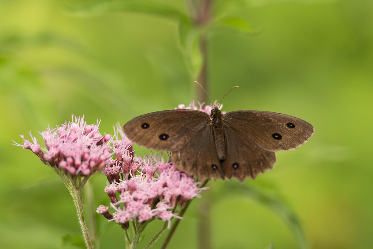 Brauner Waldvogel (Aphantopus hyperantus)