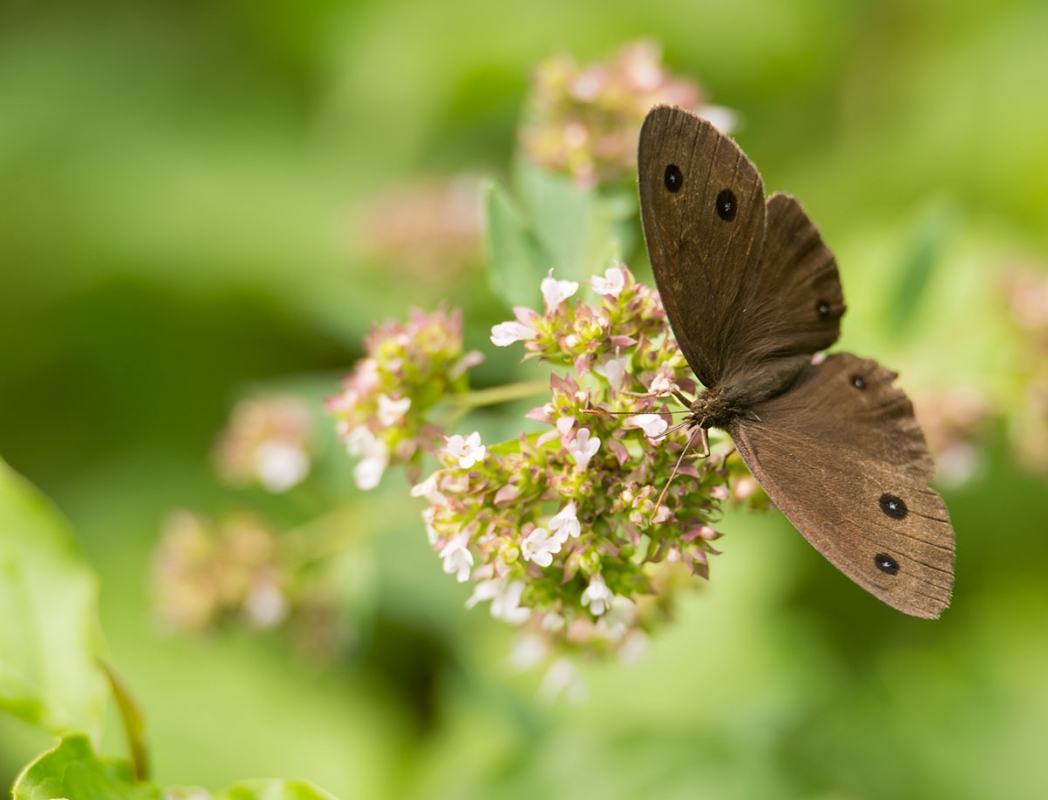 Brauner Waldvogel (Aphantopus hyperantus)