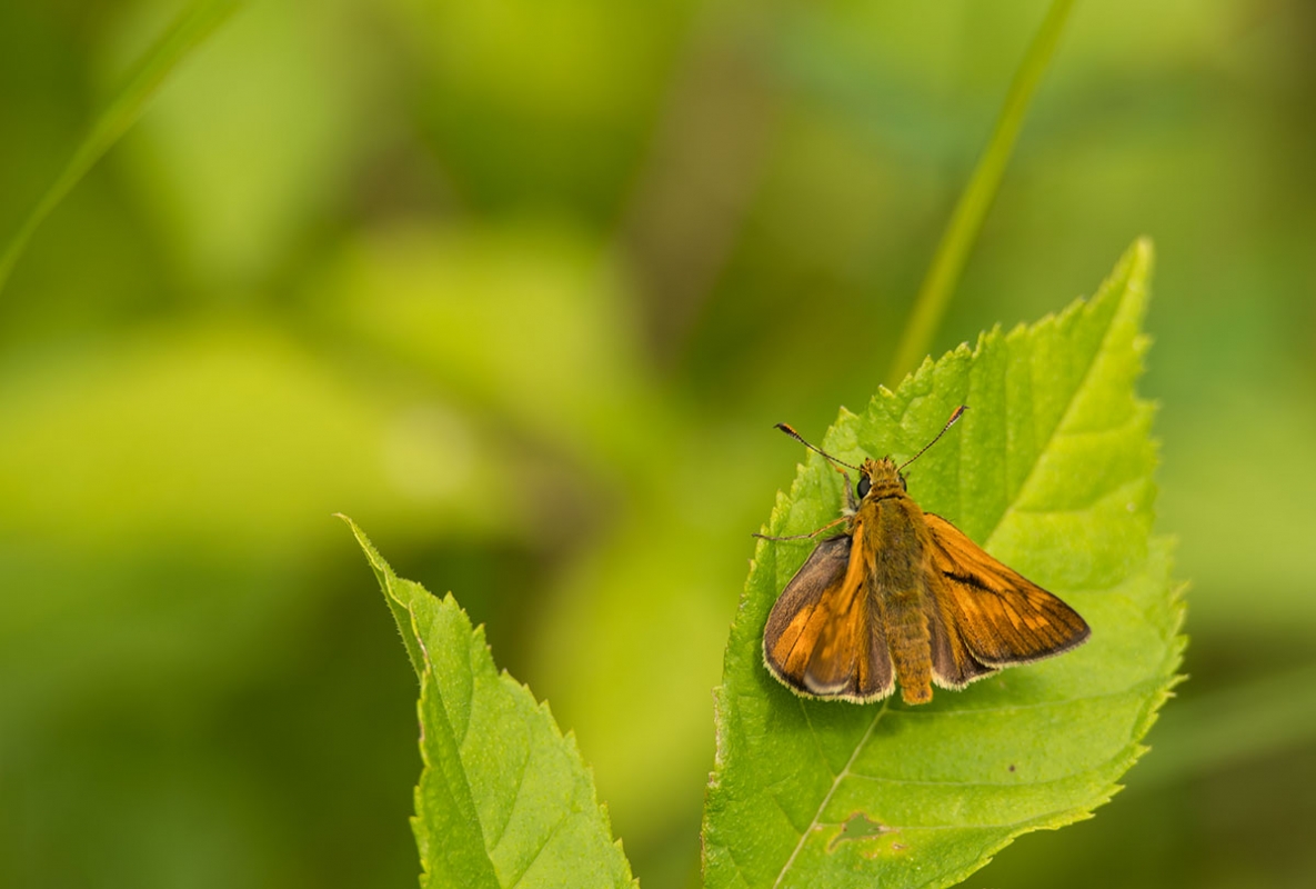 Rostfarbiger Dickkopffalter (Ochlodes sylvanus)