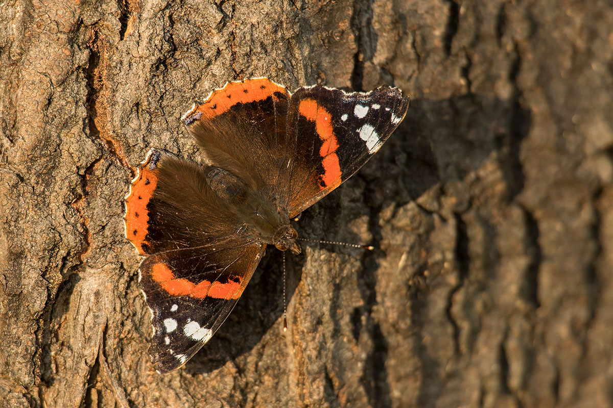 Admiral (Vanessa atalanta)