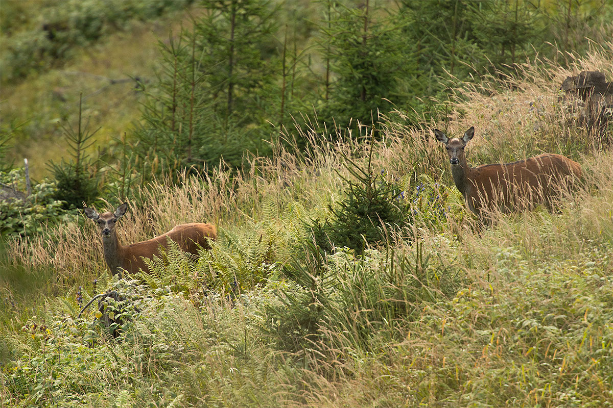 Schmaltier und Kalb