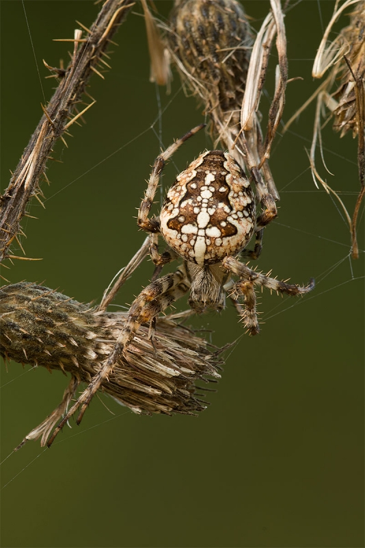 Gartenkreuzspinne (Araneus diadematus)