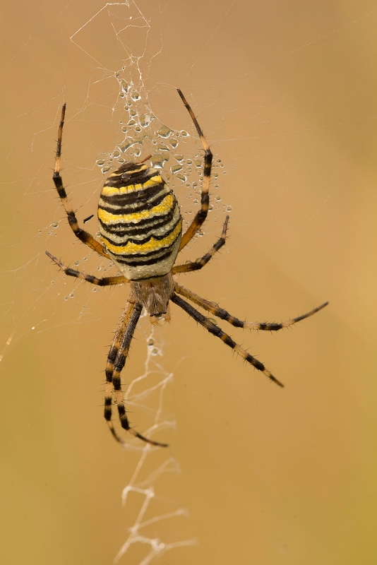 Wespenspinne (Argiope bruennichi)