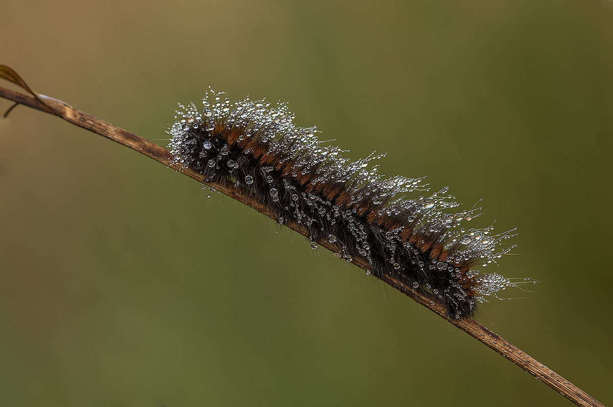 Brombeerspinner (Macrothylacia rubi)