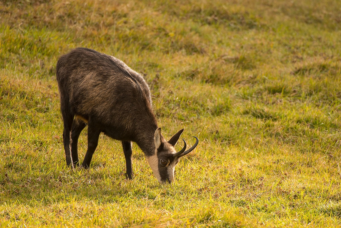 Gamsgeiss (Rupicapra rupicapra)