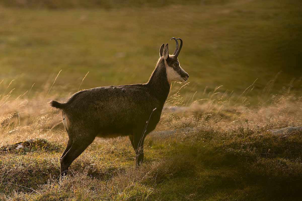 Gamsgeiss (Rupicapra rupicapra)