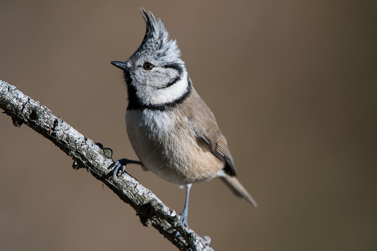 Haubenmeise (Lophophanes cristatus)