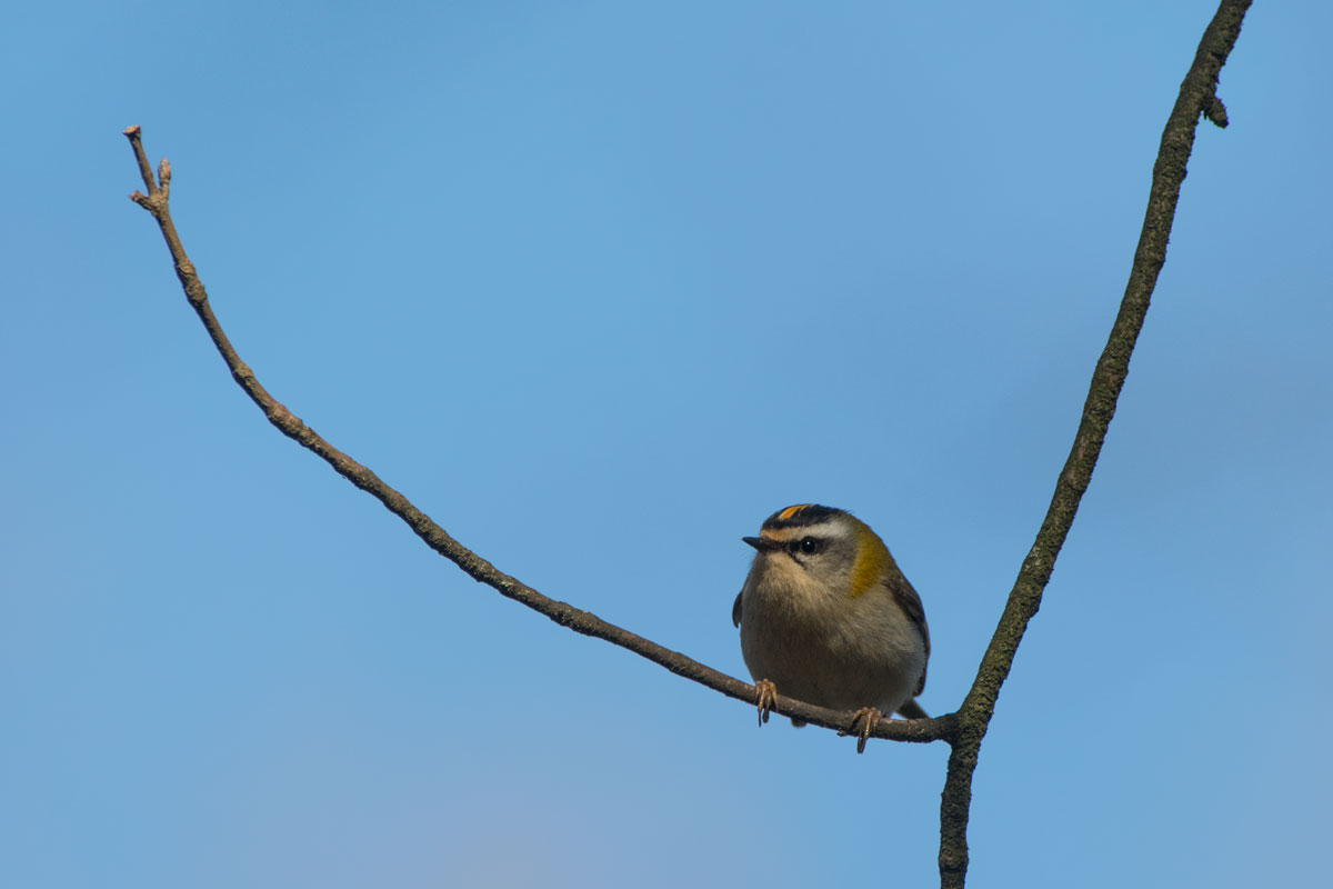 Sommergoldhähnchen (Regulus ignicapilla)