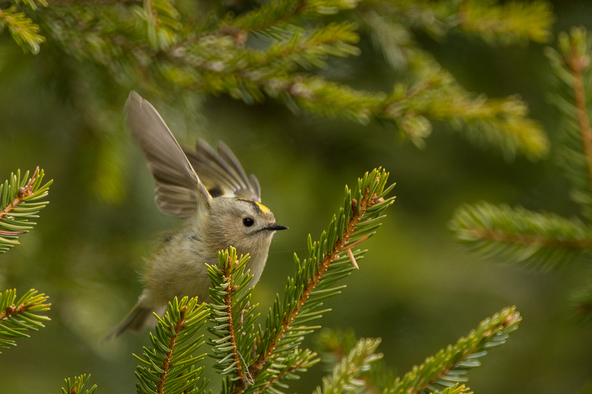 Wintergoldhähnchen (Regulus regulus)