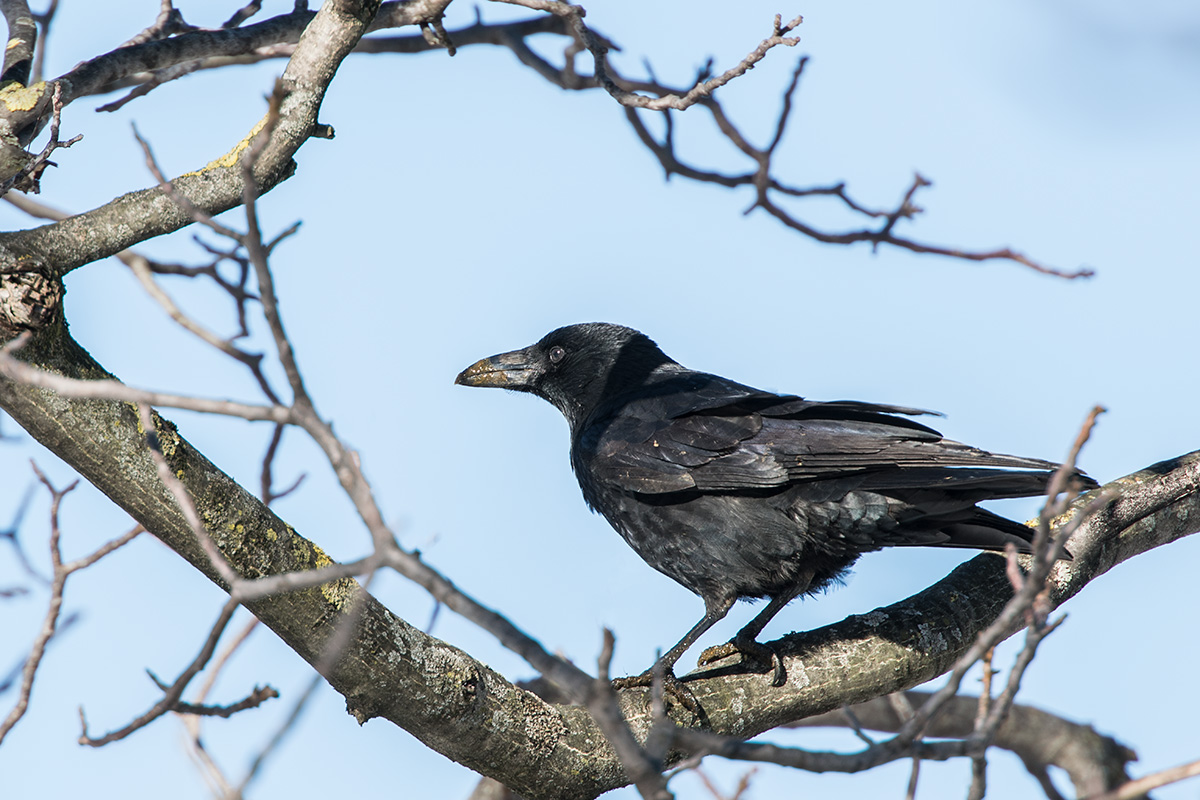 Rabenkrähe (Corvus corone)