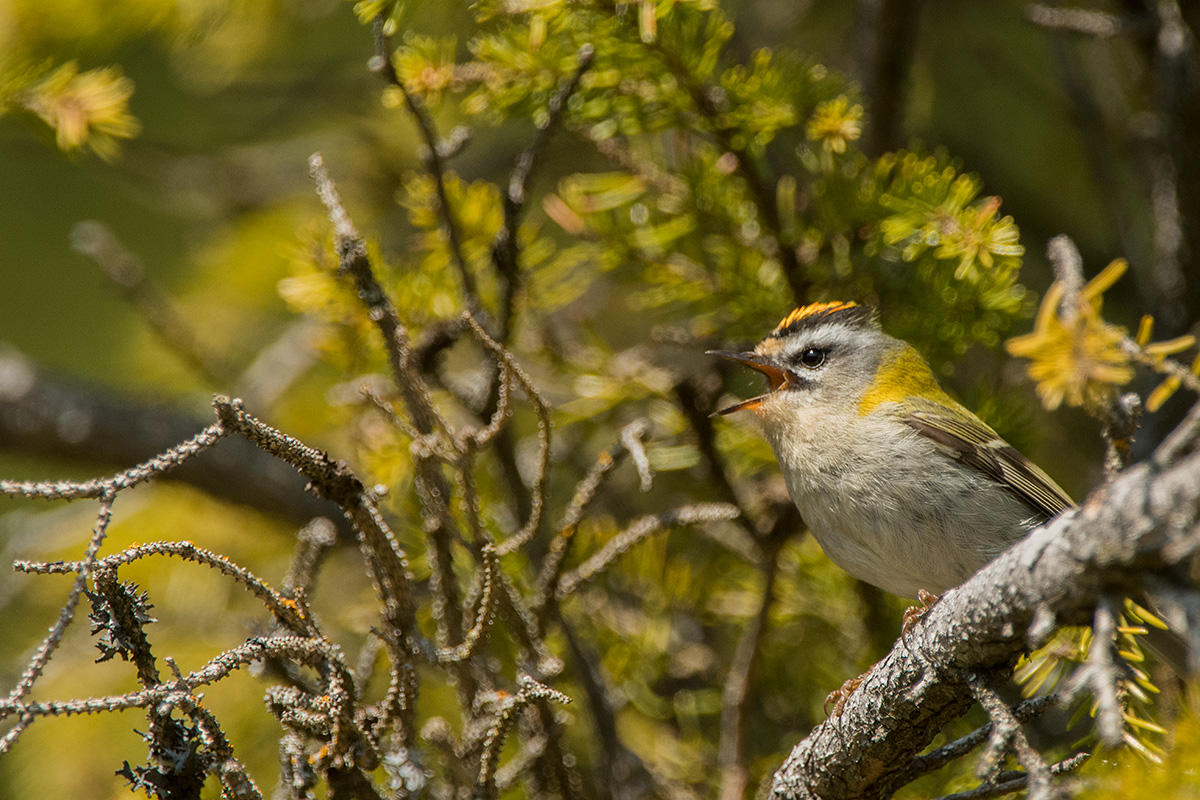 Sommergoldhähnchen (Regulus ignicapilla)