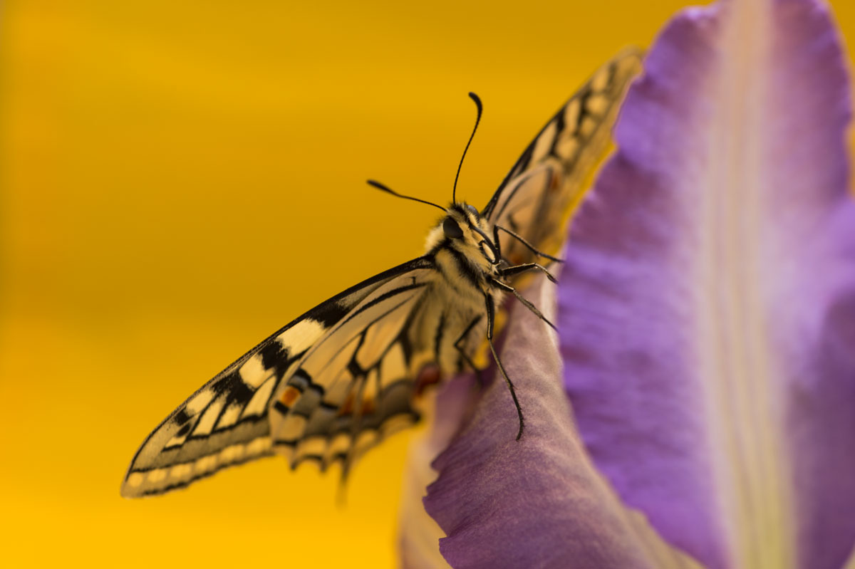 Schwalbenschwanz (Papilio machaon)