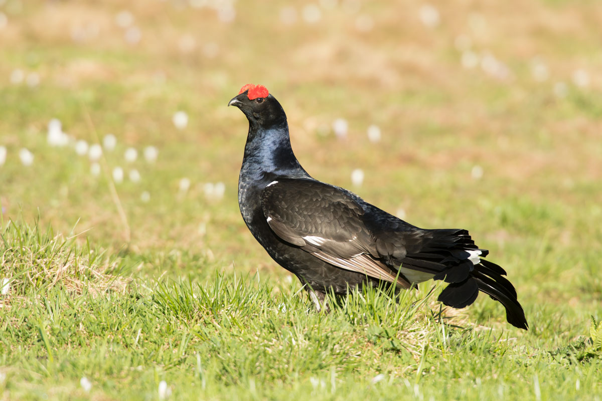 Birkhahn (Tetrao tetrix)