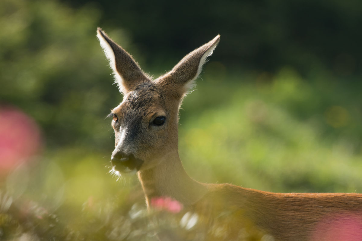 Rehgeiss (Capreolus capreolus)