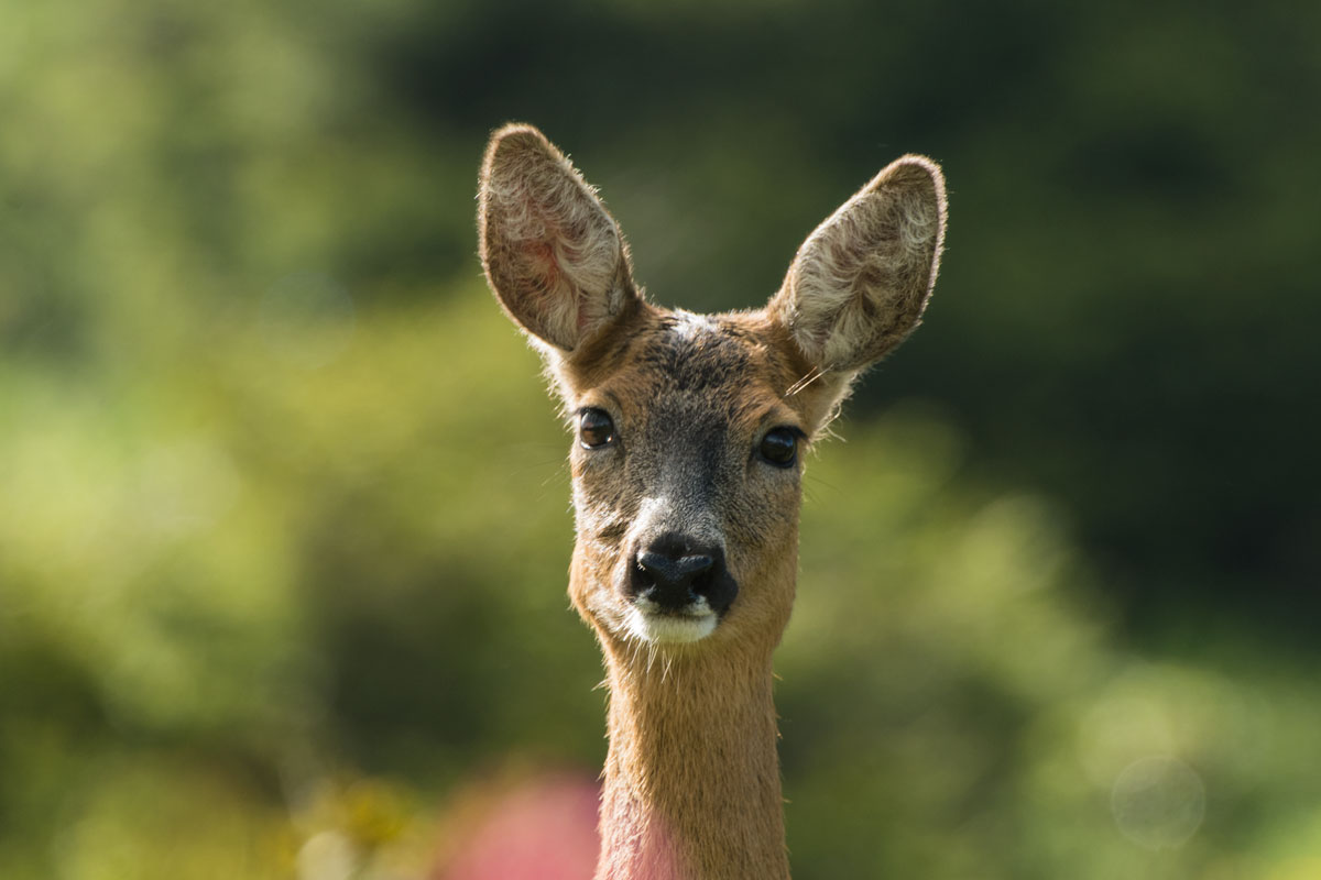 Reh (Capreolus capreolus)