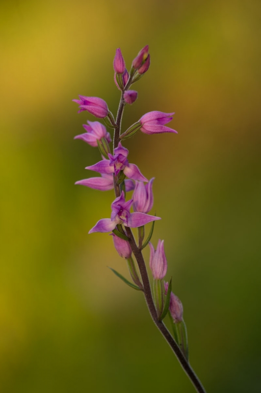 Rotes Waldvöglein (Cephalanthera rubra)