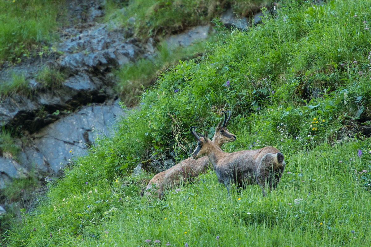 Gämsgeissen (Rupicapra rupicapra)