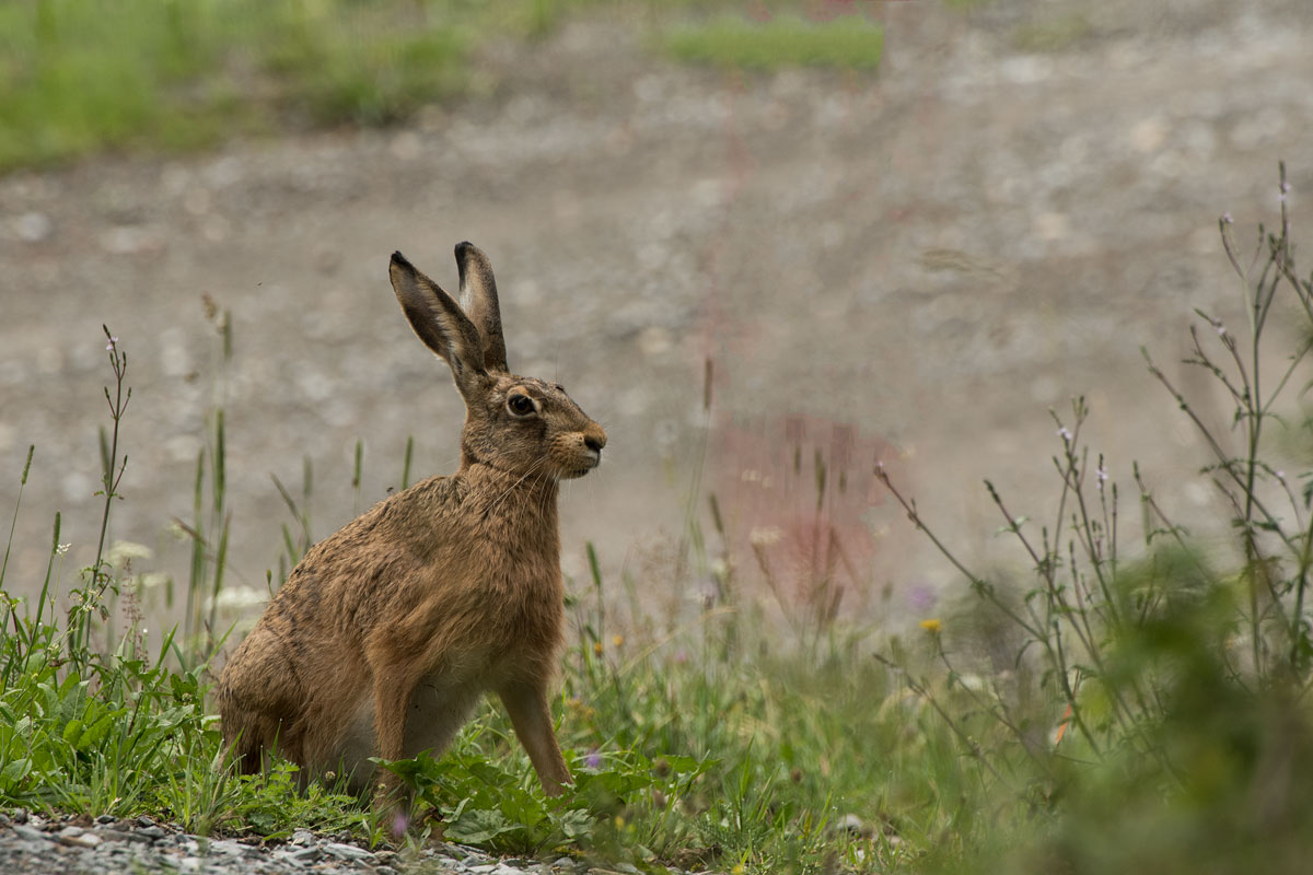 Feldhase-(Lepus-europaeus)