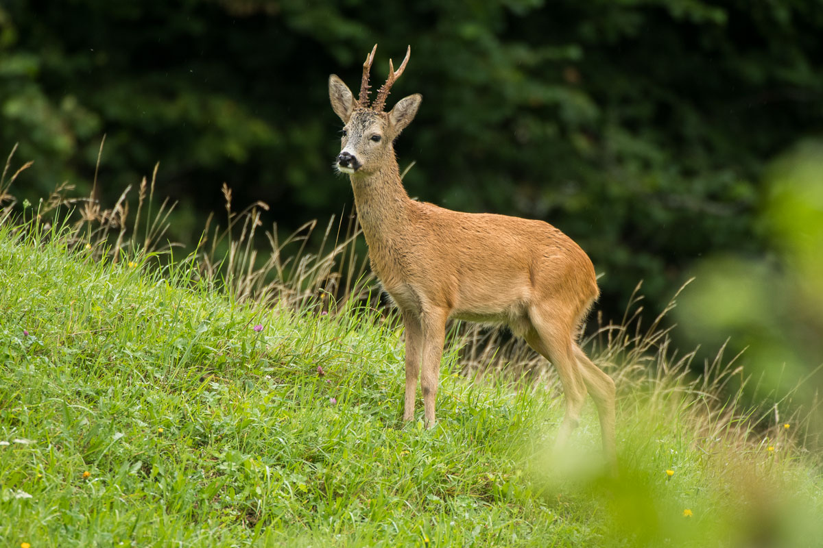 Rehbock (Capreolus capreolus)