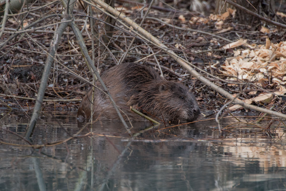 Biber (Castor sp.)