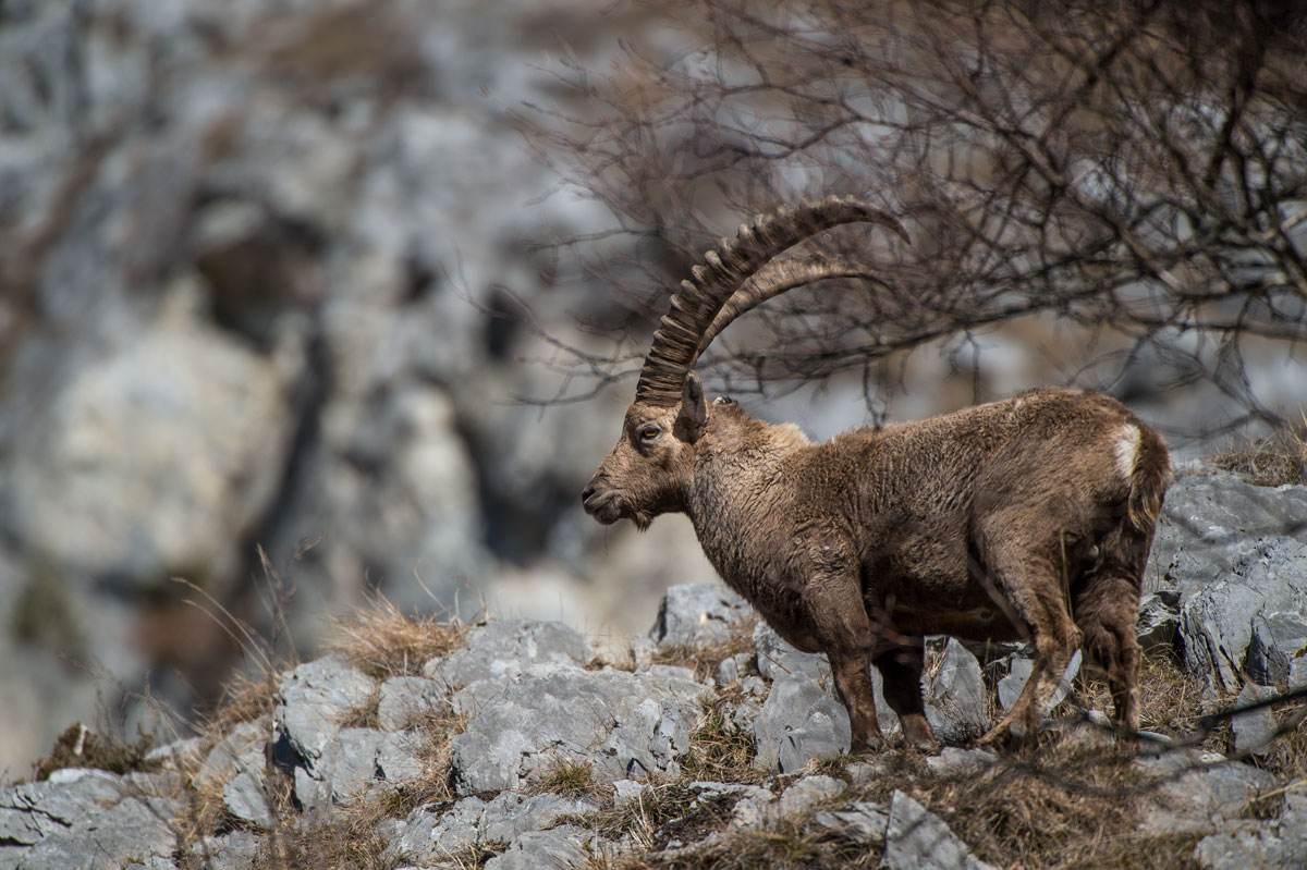 Steinbock (Capra ibex)