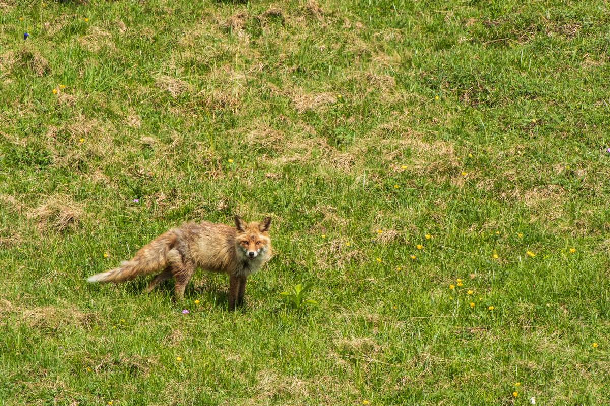 Rotfuchs ( Vulpes vulpes )