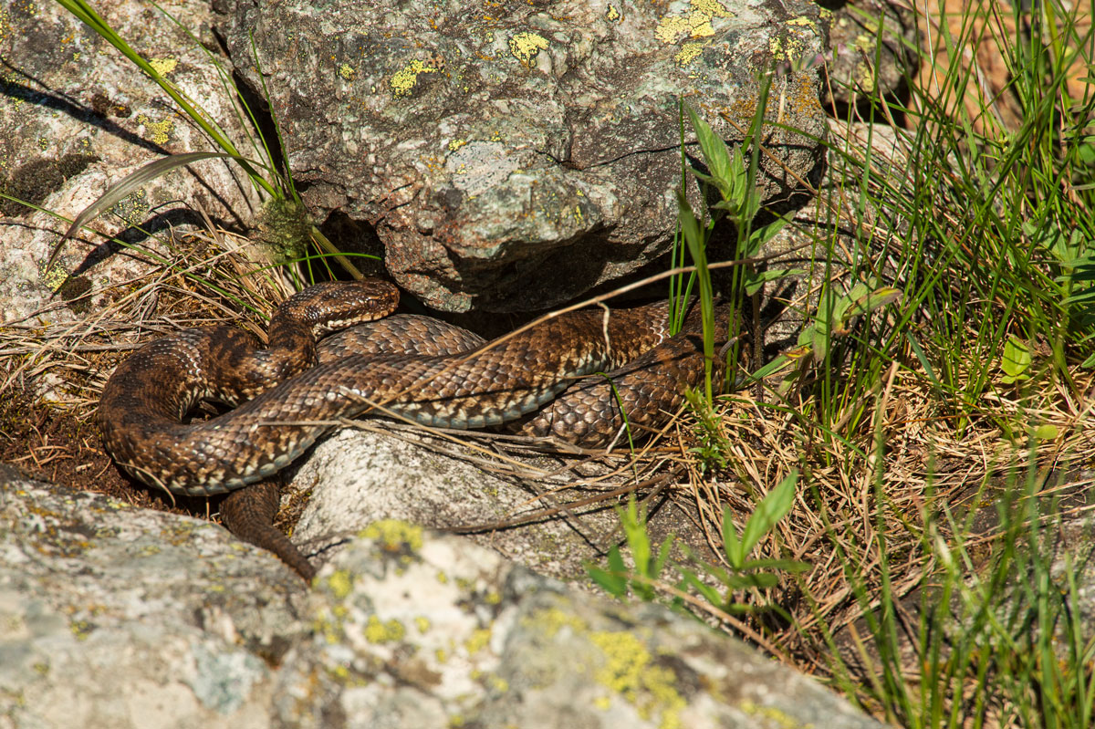 Kreuzotter (Vipera berus)