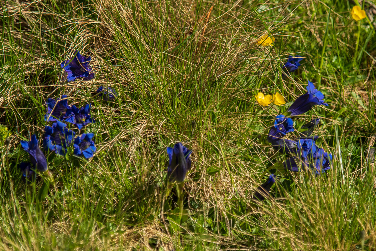 Alpen-Enzian (Gentiana alpina)