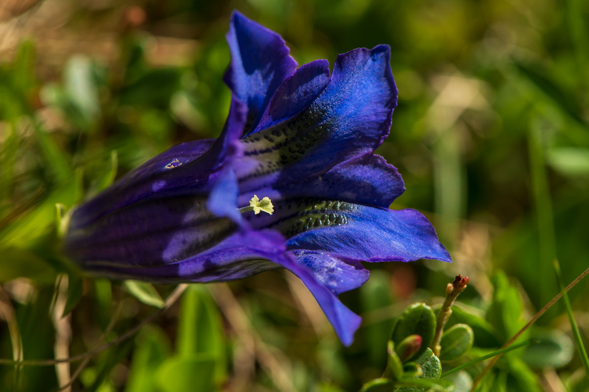 Alpen-Enzian (Gentiana alpina)