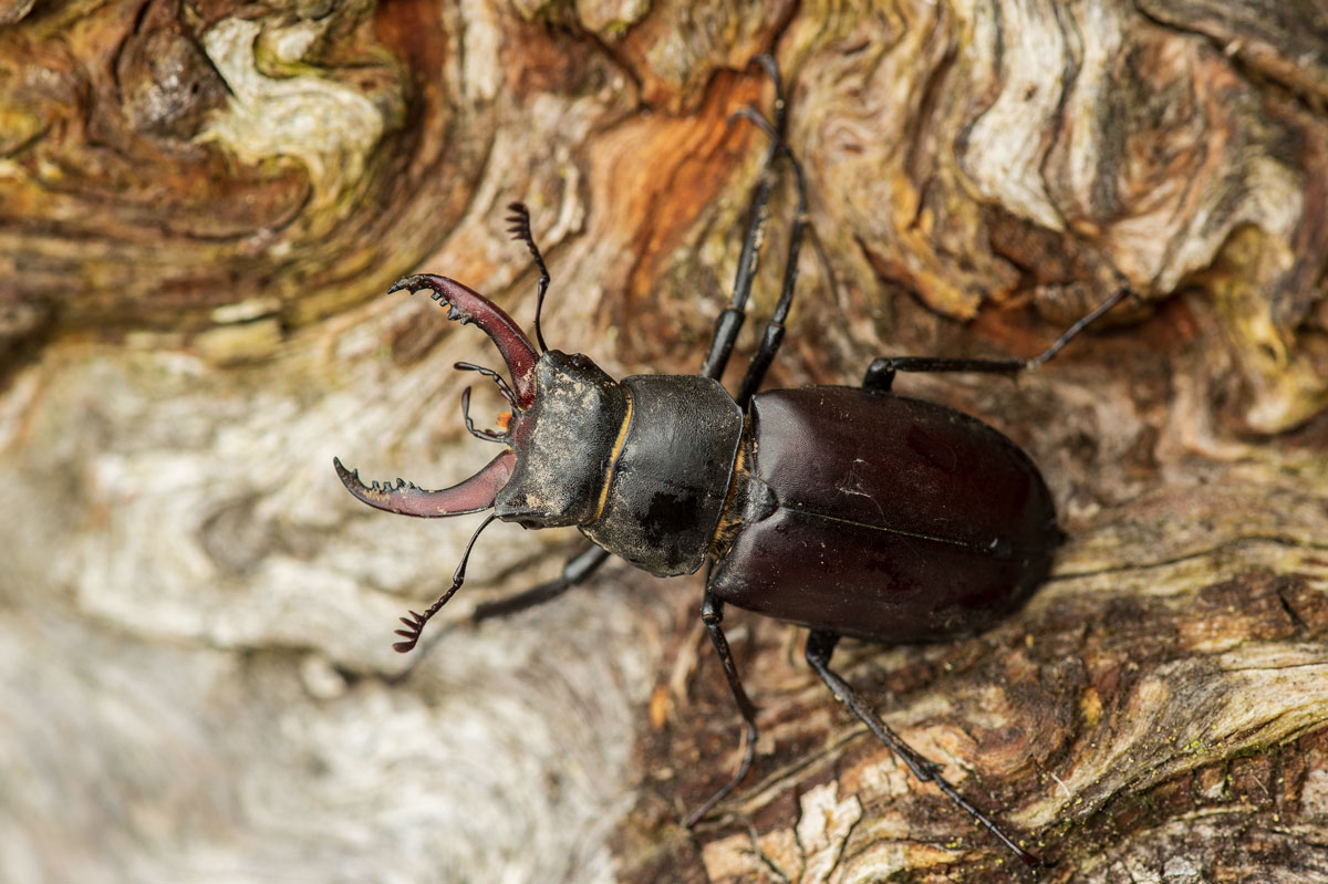 Hirschkäfer (Lucanus cervus), ♂