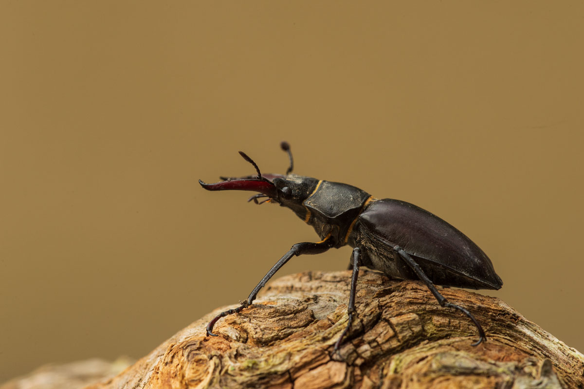 Hirschkäfer (Lucanus cervus), ♂