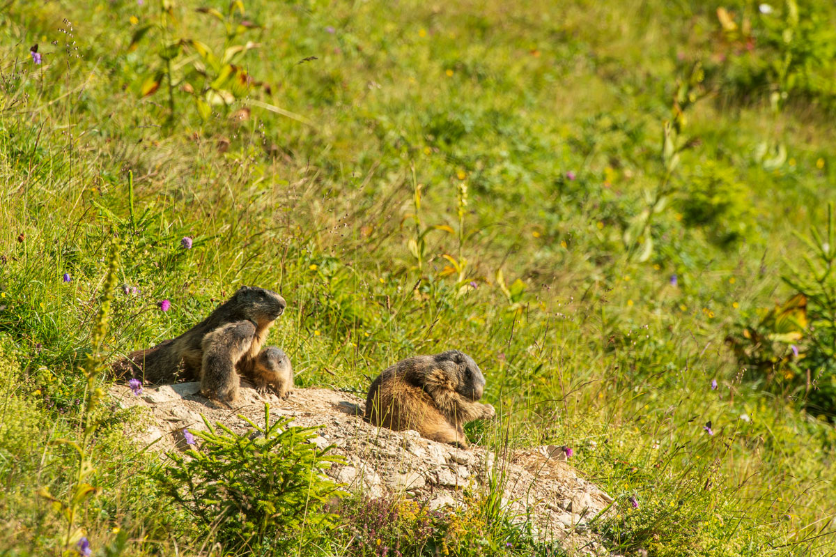 Alpenmurmeltier (Marmota marmota)