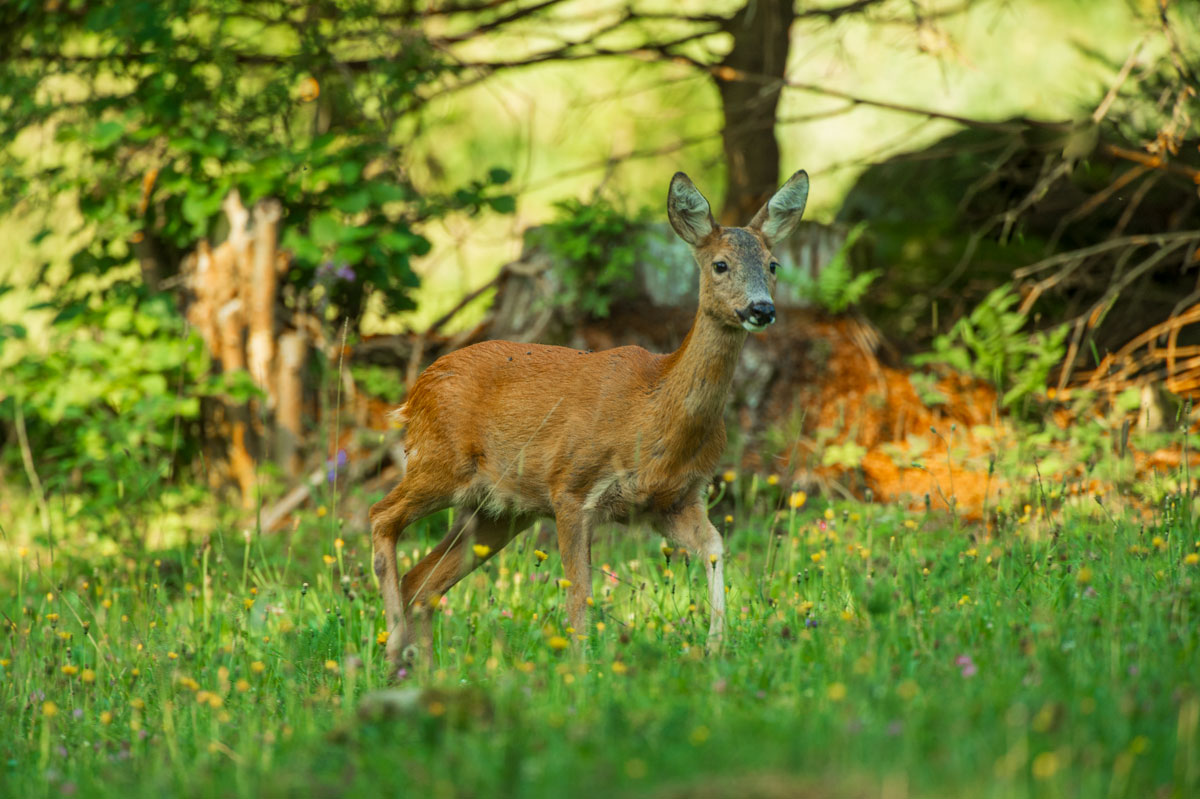 Rehgeiss ( Capriolus capriolus )