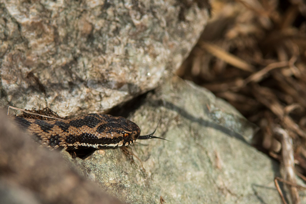 Kreuzotter (Vipera berus)