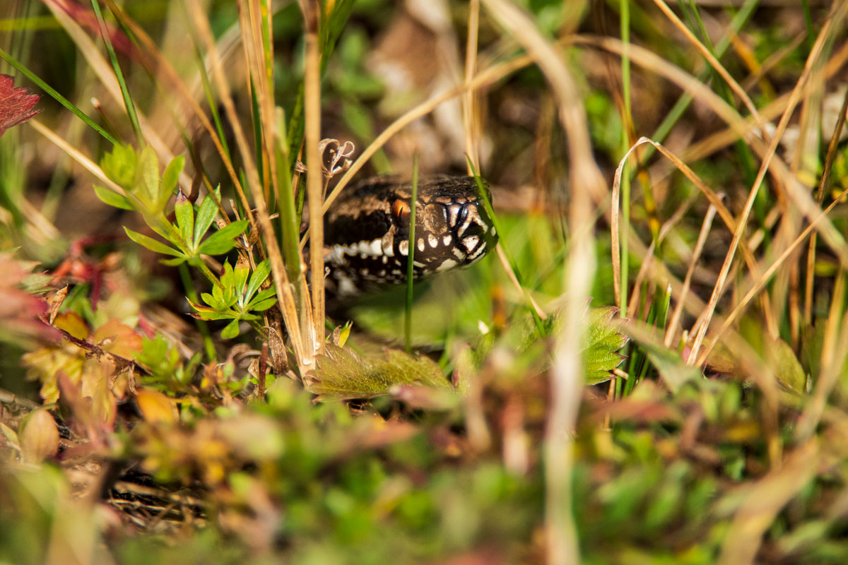 Kreuzotter (Vipera berus)