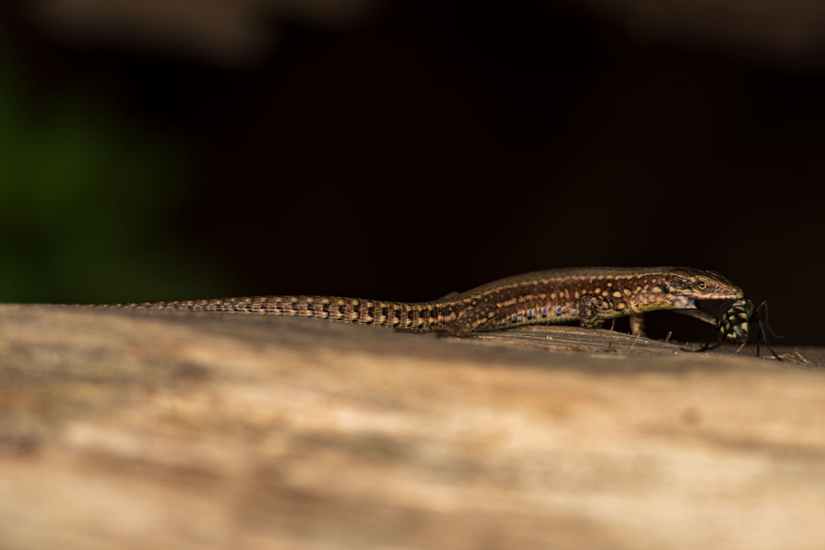 Mauereidechse (Podarcis muralis)