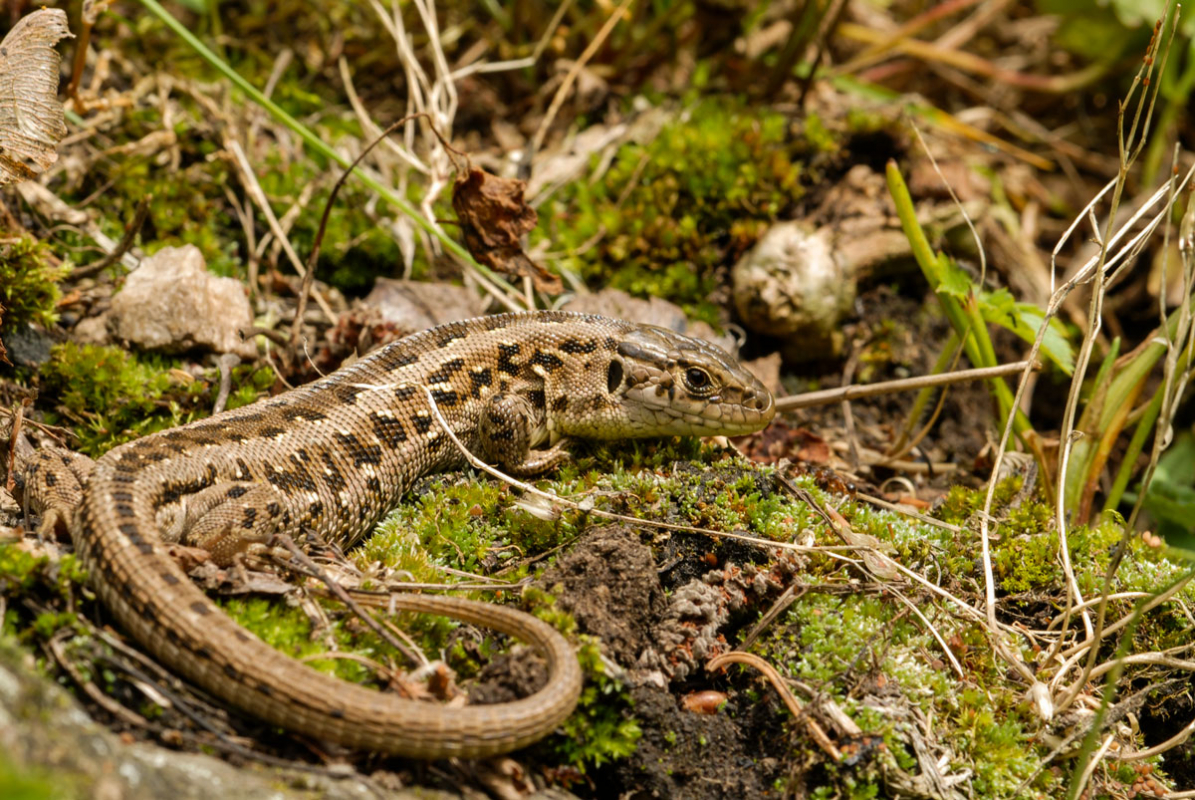 Zauneidechse (Lacerta agilis)