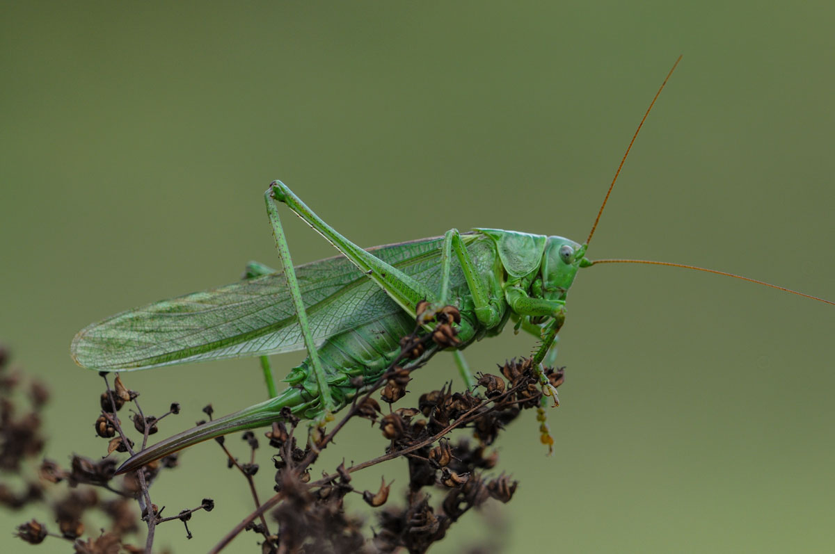 Großes Grünes Heupferd (Tettigonia viridissima) W.