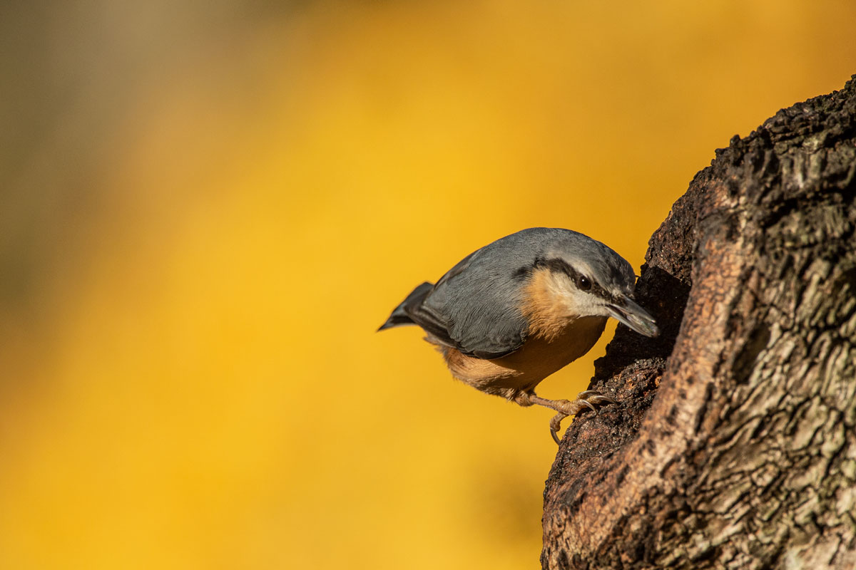 Kleiber (Sitta europaea)