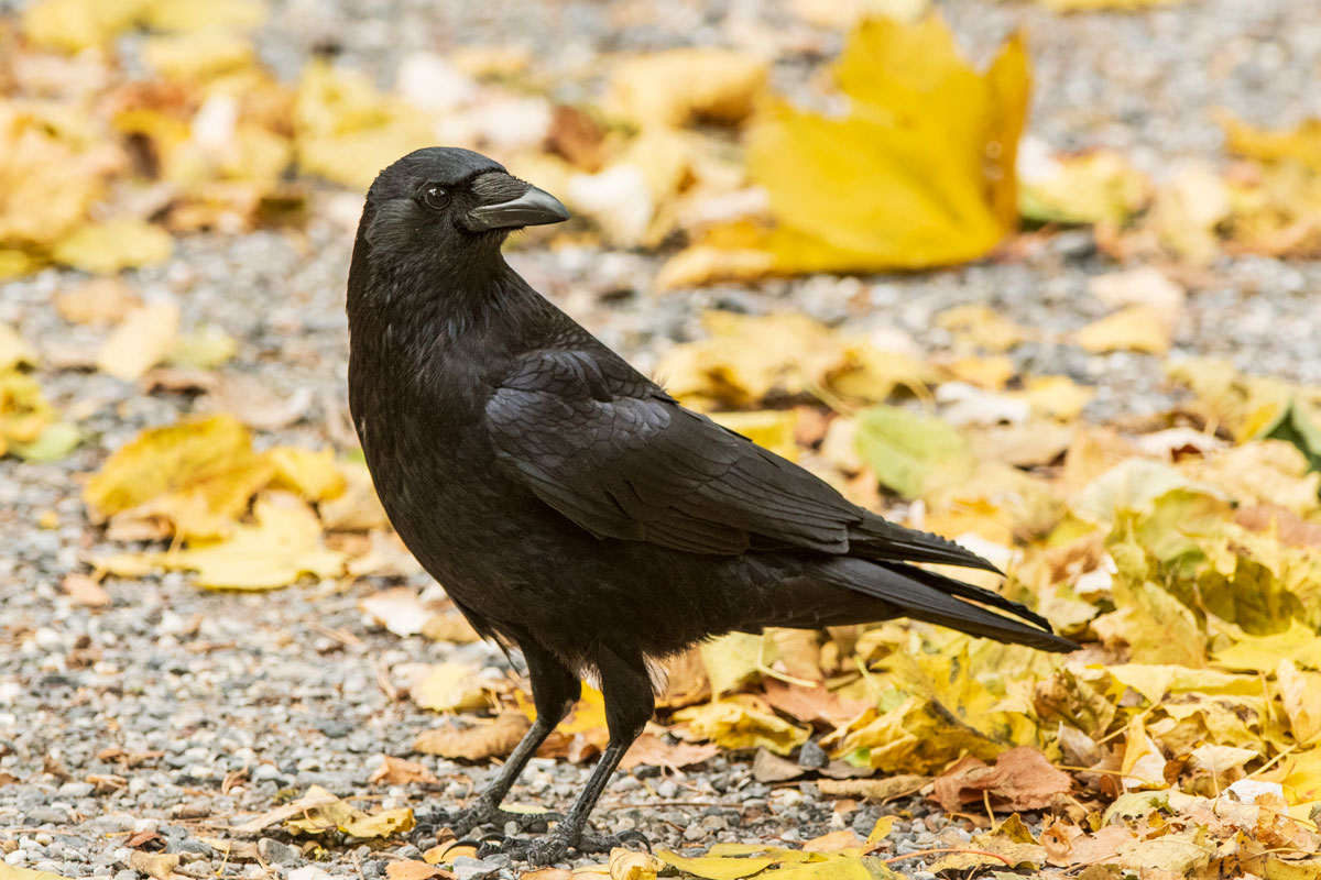 Aaskrähe (Corvus corone)