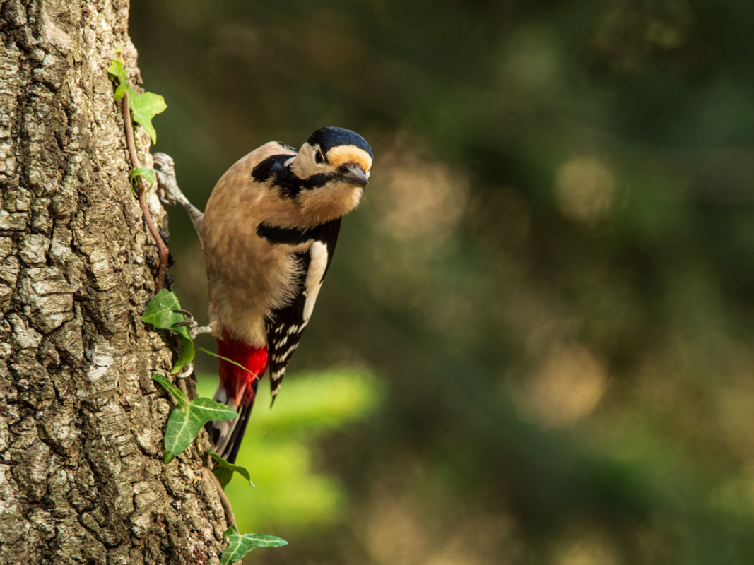 Buntspecht (Dendrocopos major)