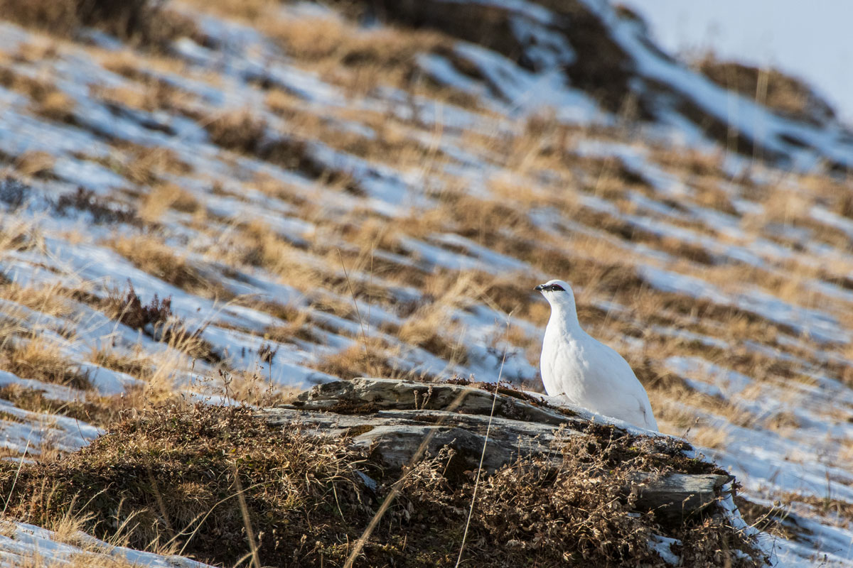 Alpenschneehuhn (Lagopus muta)