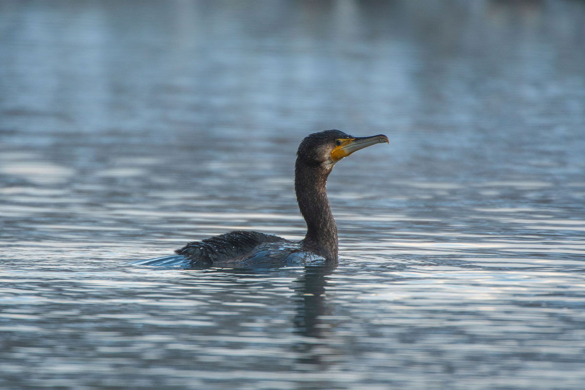 Kormoran (Phalacrocorax carbo)